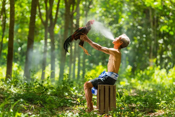 Rural velho homem pulverizando água para refrescar galo luta doméstica — Fotografia de Stock