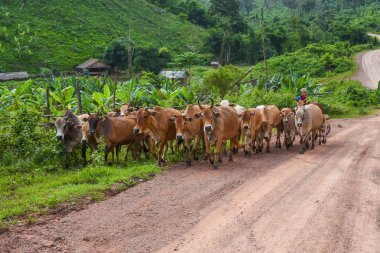 Grup çiftlik kırsal yolda yürürken inekler