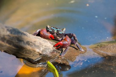 Güzel Meder'ın Mangrove Crab