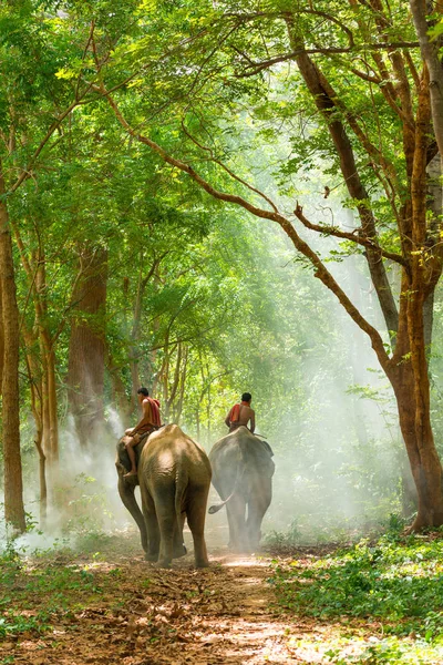 Mahouts equitazione elefanti a piedi sulla passerella — Foto Stock
