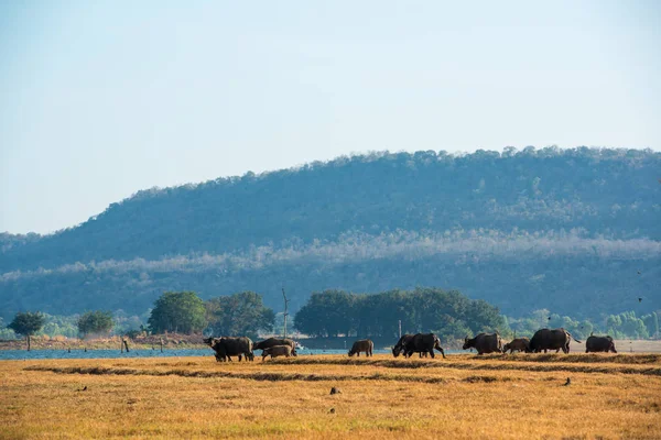 Gruppi Bufali Che Camminano Sul Campo Nelle Zone Rurali Khonkaen — Foto Stock