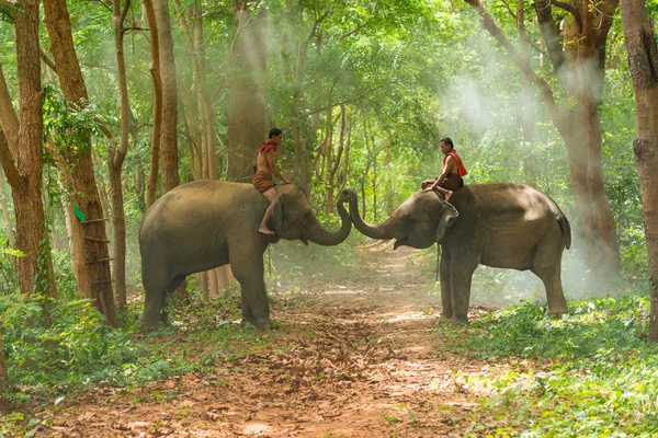 Mahouts cavalcando elefanti che giocano sulla passerella — Foto Stock