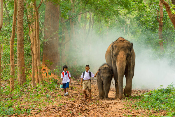 Surin, Thailand - June 25, 2016: Boy and girl students in uniform walking together with elephant with its calf on walkway in forest in Surin, Thailand