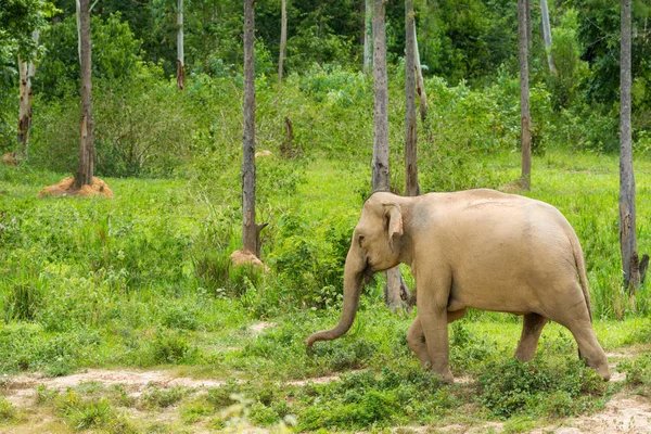 Wilder Elefant — Stockfoto