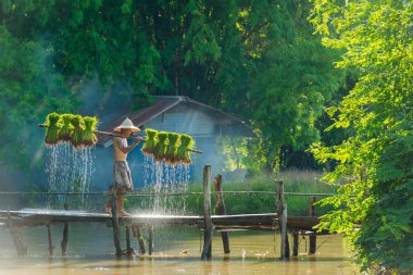 Pirinç grupta yeşillendirmek için Çiftçi hasat pirinç taşıyan lahanası