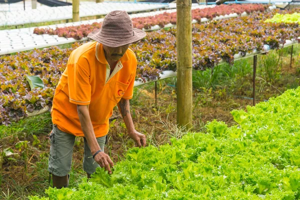 Agricultor que usa chapéu colheita vegetal — Fotografia de Stock