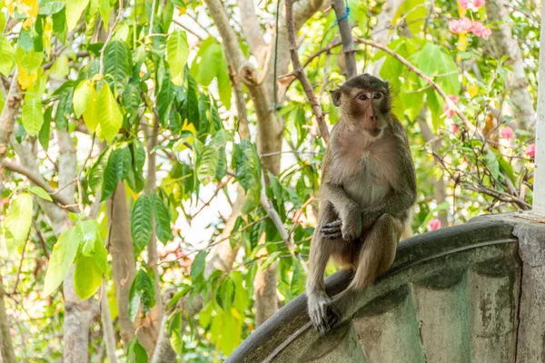 Singola scimmia marrone — Foto Stock