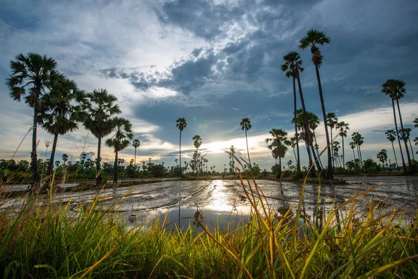 Terras agrícolas de arroz com palma de açúcar — Fotografia de Stock