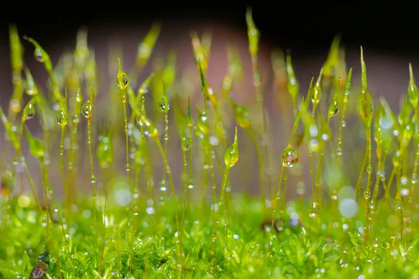 Prachtige groep mos met waterdruppel — Stockfoto