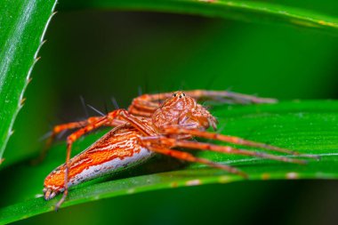 Güzel turuncu örümcek