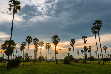 Şeker palmiyeli pirinç tarlaları