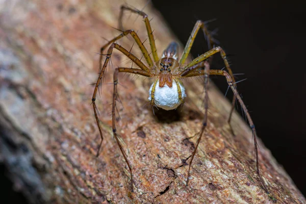 Ragno strisce marroni con le sue uova — Foto Stock