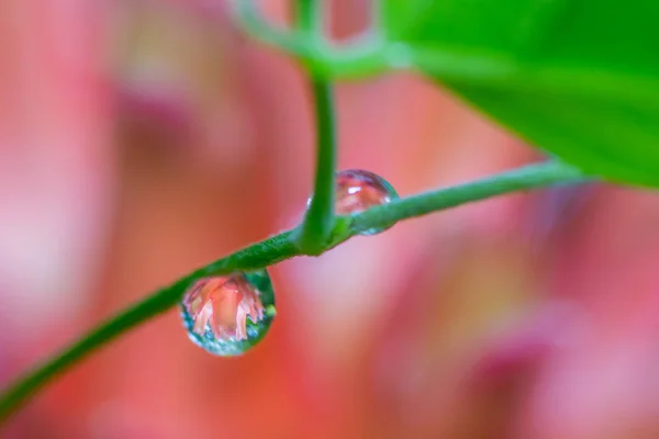 Капли воды с отражением цветка — стоковое фото