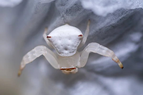 Beautiful white spider — Stock Photo, Image