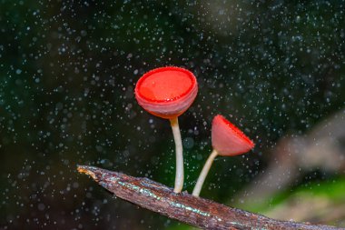 Su damlalı güzel şampanyalı mantar.