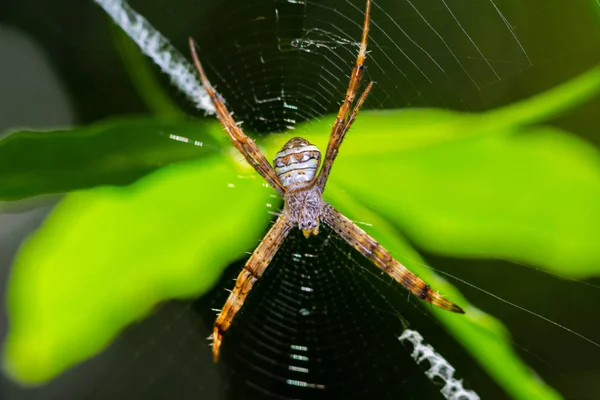 Orange stripes spider — Stock Photo, Image