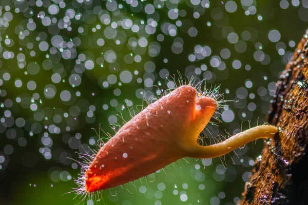 Beautiful hairy mushroom with water drops bokeh — Stock Photo, Image