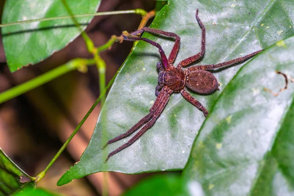 Brązowy pająk na zielonym liściu — Zdjęcie stockowe