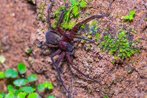 Brown spider on ground — Stock Photo, Image