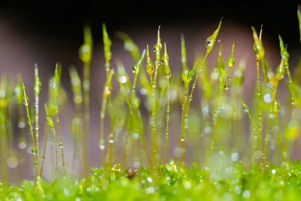 Prachtige groep mos met waterdruppel — Stockfoto