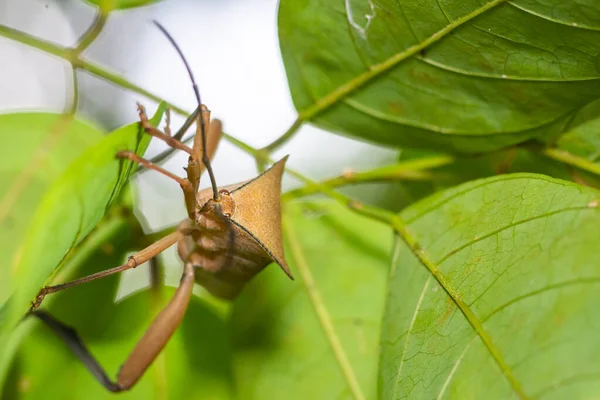 Insecto marrón — Foto de Stock