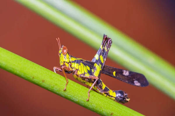 Green and brown striped grasshopper — Stock Photo, Image