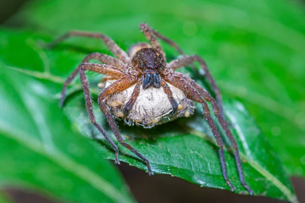 Bruine spin met zijn eieren — Stockfoto