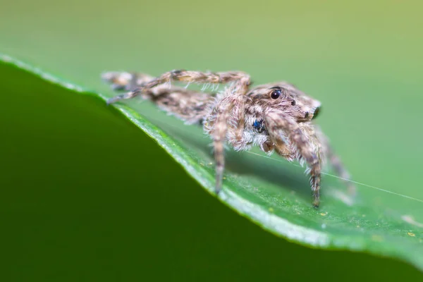 Полосатый паук — стоковое фото