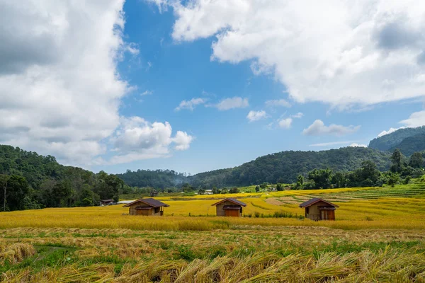 Después de cosechar terrazas de arroz — Foto de Stock