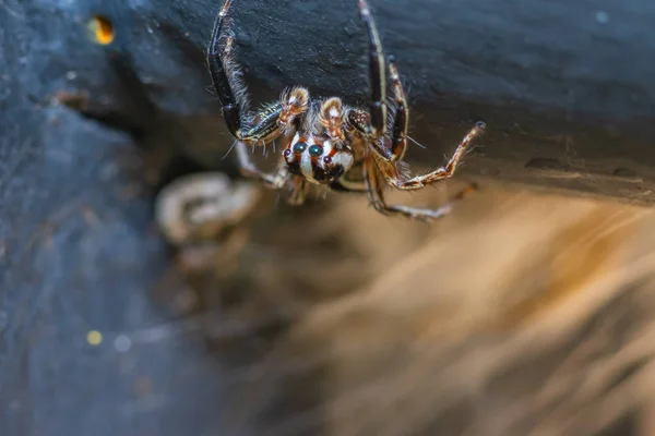 Araña rayada marrón — Foto de Stock