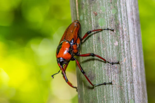 Naranja con insecto de rayas negras — Foto de Stock