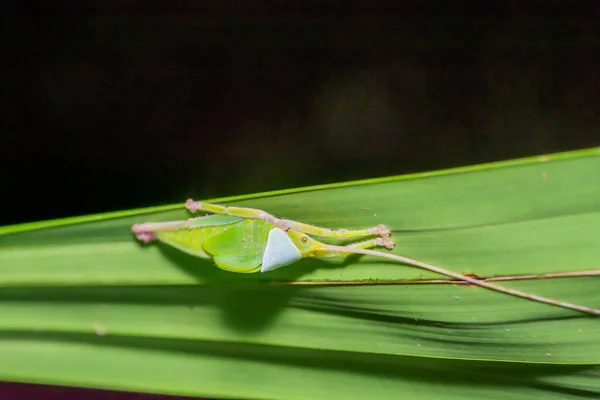 Green insect on green leaf in forest — Stock Photo, Image