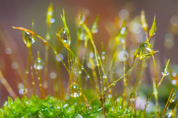 Prachtige groep mos met waterdruppel — Stockfoto