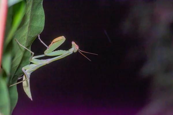 Beautiful green grasshopper — Stock Photo, Image