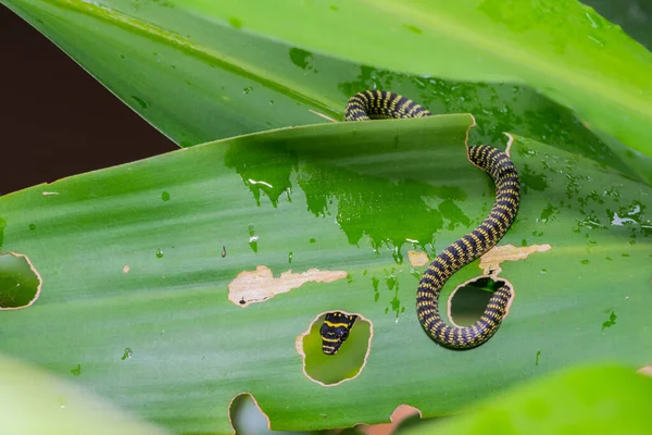 Fekete és sárga csíkos kis kígyó — Stock Fotó