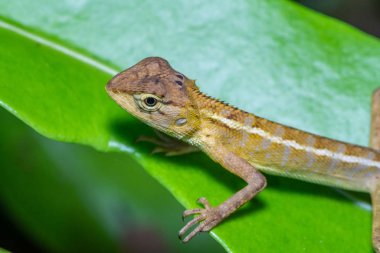 Güzel kahverengi bukalemun