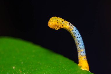 Siyah noktalı güzel ve renkli bir solucan.