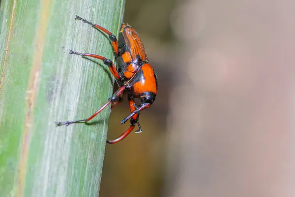 Naranja con insecto de rayas negras — Foto de Stock