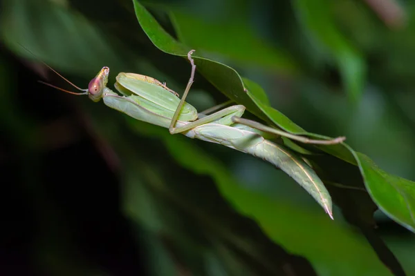 Belle sauterelle verte — Photo