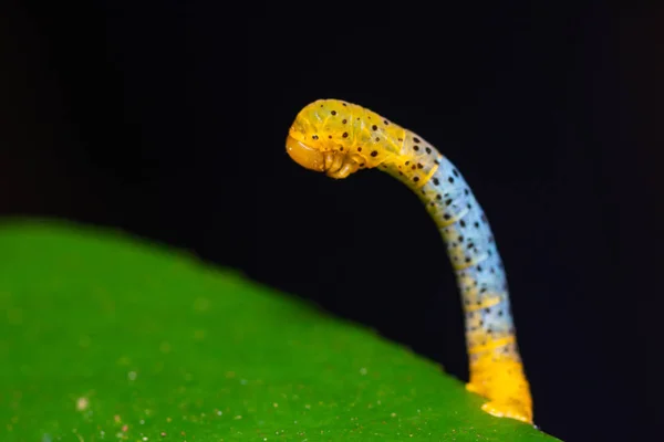 Beautiful and colorful worm with black dots — Stock Photo, Image