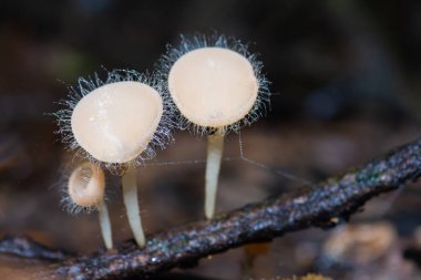 Beyaz kıllı mantar