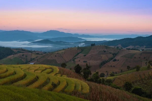 Krásné rýžové terasy ráno s mlhou — Stock fotografie