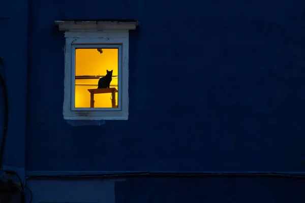 Gato de silhueta na mesa de madeira na janela — Fotografia de Stock