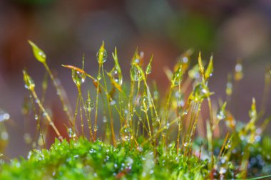 Su damlası olan güzel bir yosun grubu.