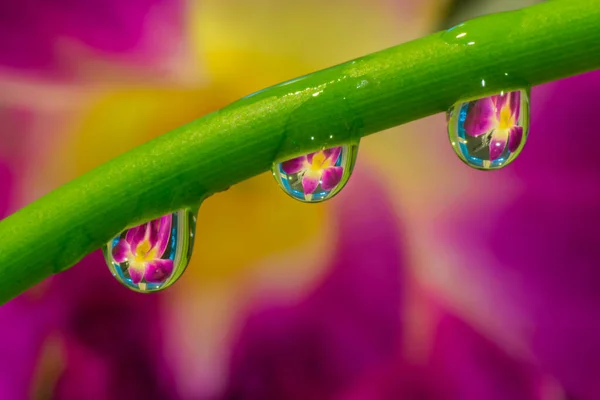 Reflectie van bloem in waterdruppels — Stockfoto