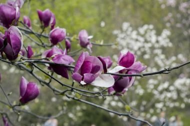 Bahar çiçekleri Manolya