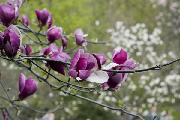 Bahar çiçekleri Manolya