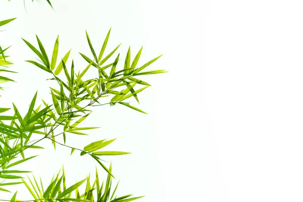 Bambu izole bırakır