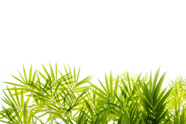 Bambu izole bırakır