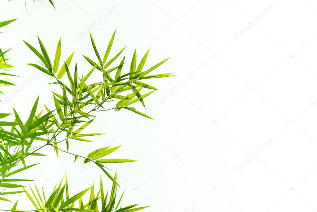 Bamboo leaves isolated